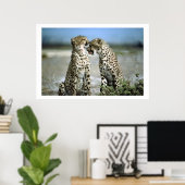 Cheetah Kisses Wildlife Poster (Heimbüro)
