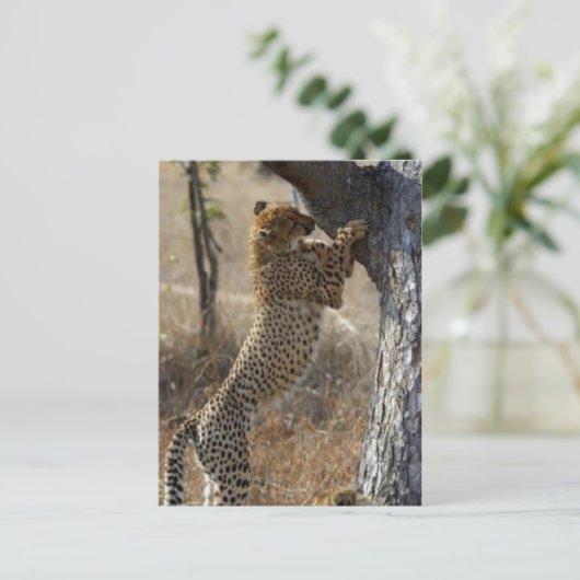 Cheetah Klettern auf Baum Postkarte (Stehend Vorderseite)