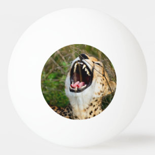 Cheetah Kopf und Zähne. Wütend Geparden. Afrika Tischtennisball