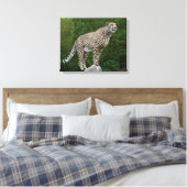 Cheetah Leinwanddruck (Insitu (Schlafzimmer))