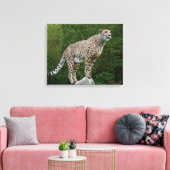 Cheetah Leinwanddruck (Insitu (Wohnzimmer))