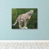 Cheetah Leinwanddruck (Insitu (Holzboden))