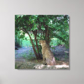 Cheetah Leinwanddruck (Vorderseite)