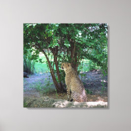 Cheetah Leinwanddruck