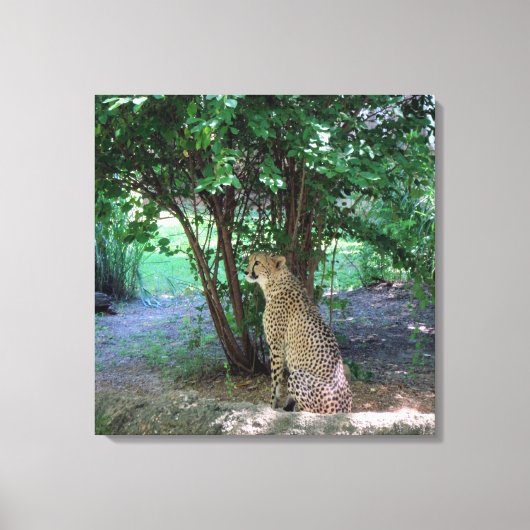 Cheetah Leinwanddruck (Vorderseite)