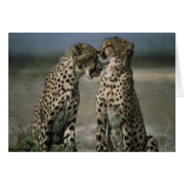 Cheetah Liebe (Vorderseite (Horizontal))