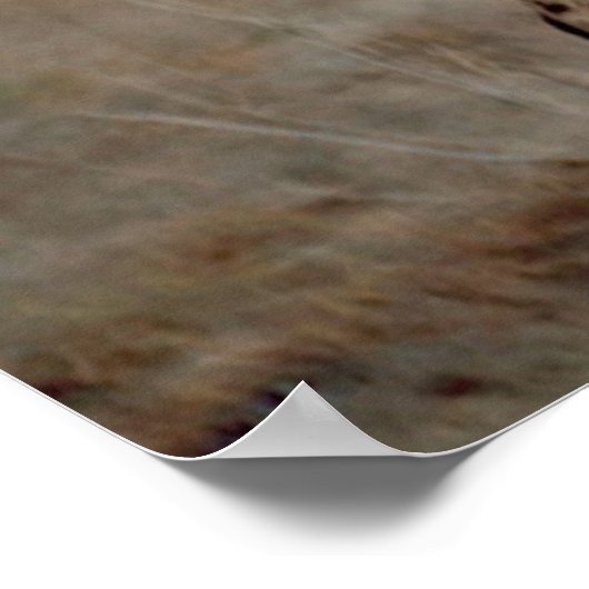 Cheetah Liebe Poster (Ecke)