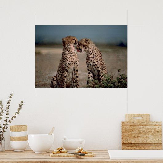 Cheetah Liebe Poster (Küche)