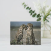 Cheetah Liebe Postkarte (Stehend Vorderseite)