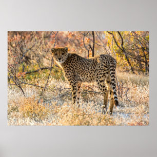 Cheetah Looking Around Poster