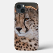Cheetah Looking Away Case-Mate iPhone Hülle (Rückseite)