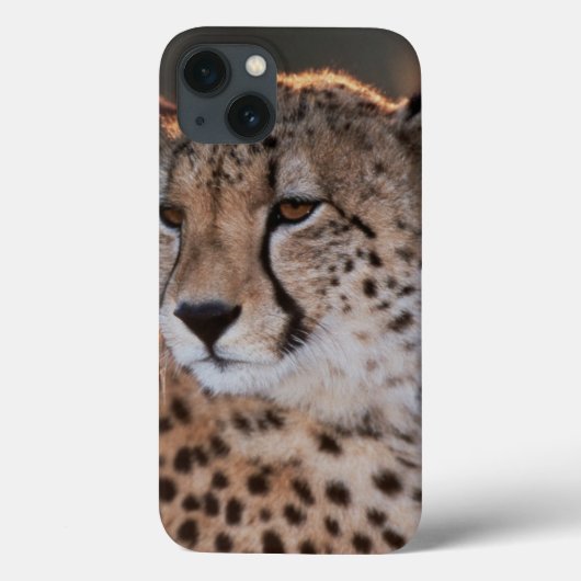 Cheetah Looking Away Case-Mate iPhone Hülle (Rückseite)