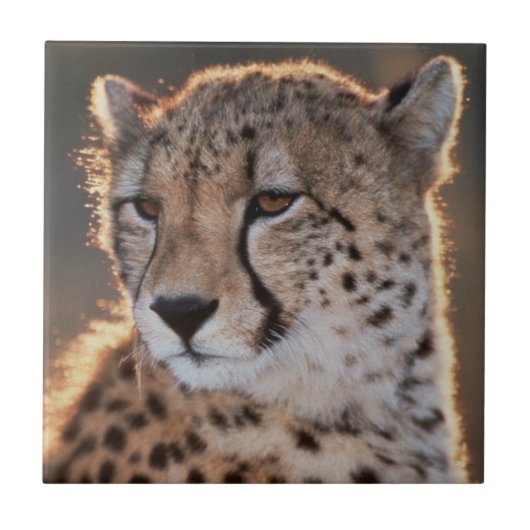Cheetah Looking Away Fliese (Vorderseite)