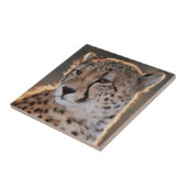 Cheetah Looking Away Fliese (Seite)