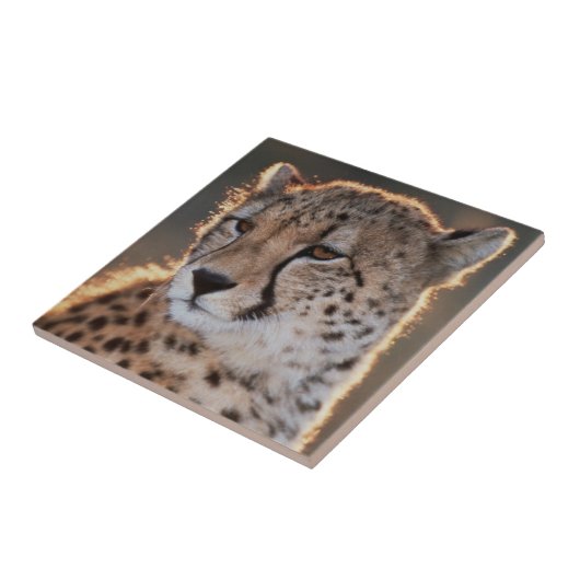 Cheetah Looking Away Fliese (Seite)