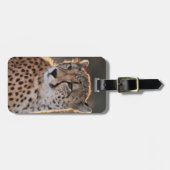 Cheetah Looking Away Gepäckanhänger (Vorderseite horizontal)