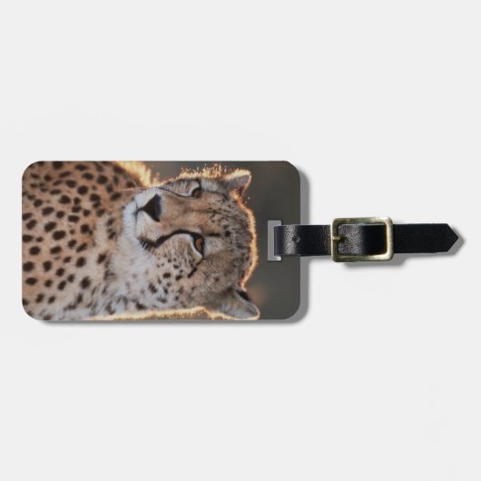 Cheetah Looking Away Gepäckanhänger (Vorderseite horizontal)