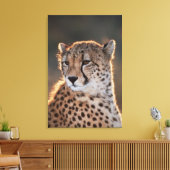 Cheetah Looking Away Leinwanddruck (Insitu (Wohnzimmer))