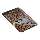 Cheetah Looking Away Magnet (Rechte Seite)