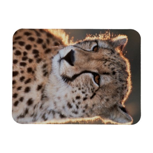 Cheetah Looking Away Magnet (Horizontal)