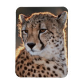 Cheetah Looking Away Magnet (Vertikal)