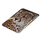Cheetah Looking Away Magnet (Linke Seite)