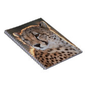 Cheetah Looking Away Notizblock (Rechte Seite)