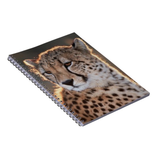 Cheetah Looking Away Notizblock (Rechte Seite)