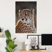 Cheetah Looking Away Poster (Heimbüro)