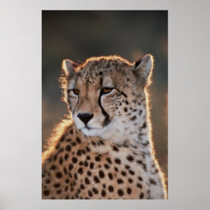 Cheetah Looking Away Poster