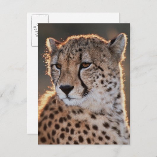 Cheetah Looking Away Postkarte (Vorne/Hinten)