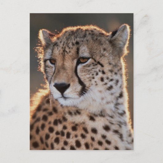 Cheetah Looking Away Postkarte (Vorderseite)