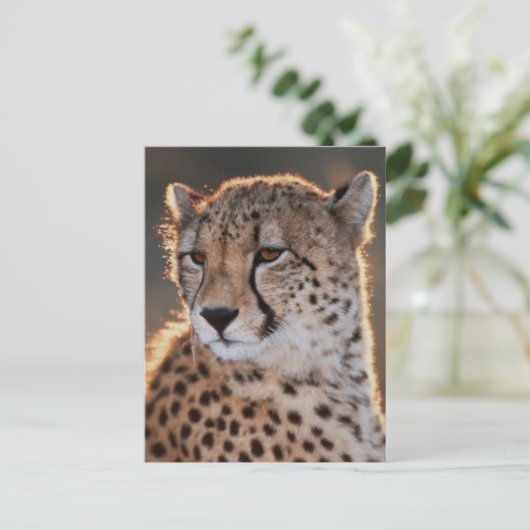 Cheetah Looking Away Postkarte (Stehend Vorderseite)