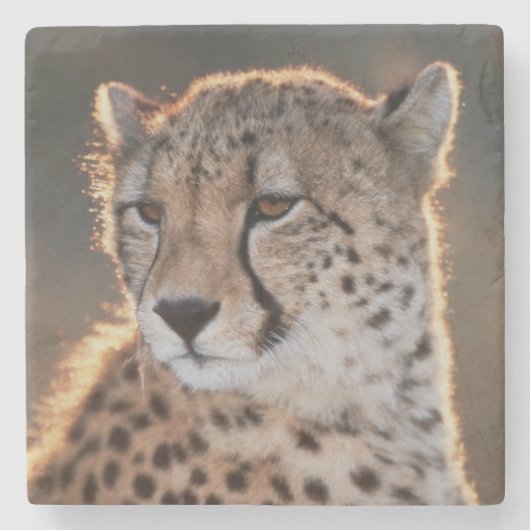 Cheetah Looking Away Steinuntersetzer (Vorderseite)