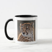Cheetah Looking Away Tasse (Links)