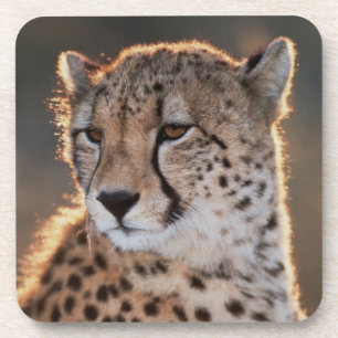 Cheetah Looking Away Untersetzer