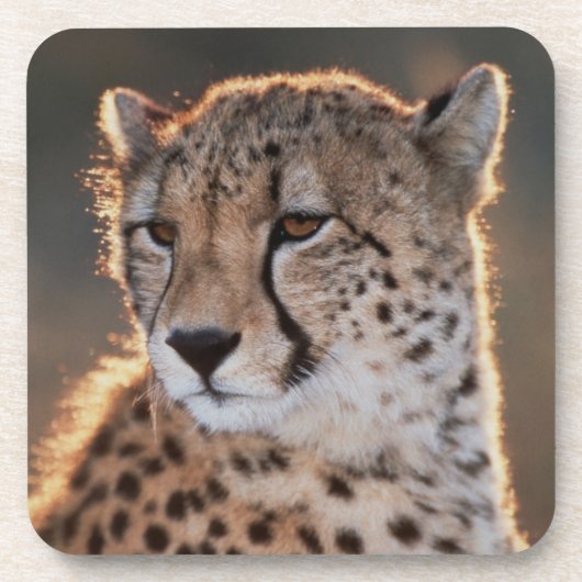 Cheetah Looking Away Untersetzer (Vorderseite)
