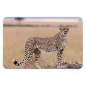 Cheetah Magnet (Horizontal)