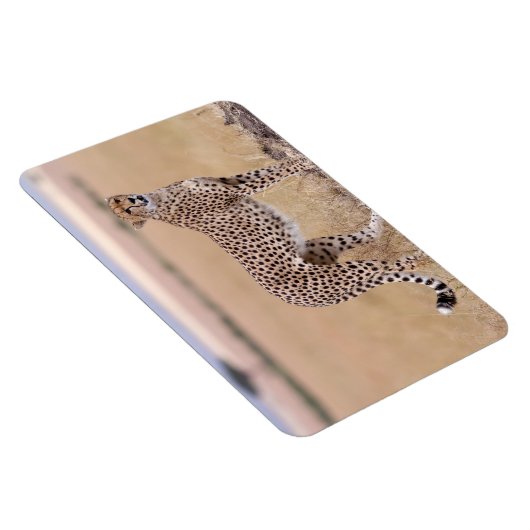Cheetah Magnet (Rechte Seite)