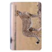 Cheetah Magnet (Vertikal)