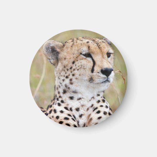 Cheetah Magnet (Vorne)