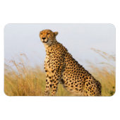 Cheetah Magnet (Horizontal)