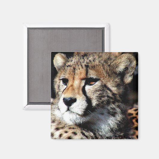 Cheetah Magnet (Vorderseite/Rückseite)