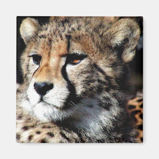 Cheetah Magnet (Vorne)