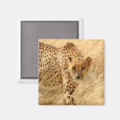 Cheetah Magnet (Vorderseite/Rückseite)