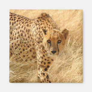 Cheetah Magnet