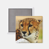 Cheetah Magnet (Vorderseite/Rückseite)