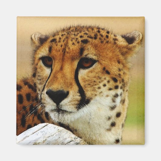 Cheetah Magnet (Vorne)