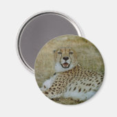 Cheetah Magnet (Vorderseite/Rückseite)