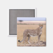 Cheetah Magnet (Vorderseite/Rückseite)